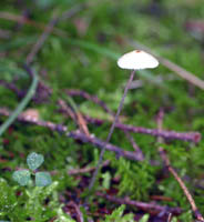 As seen growing in a conifer woodland habitat.